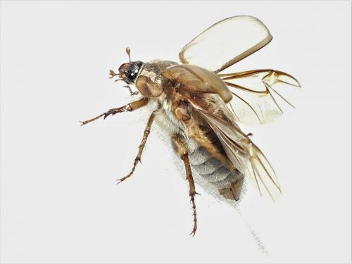 Amphimallon solstitiale